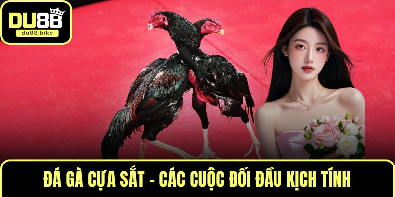 Đá gà cựa sắt