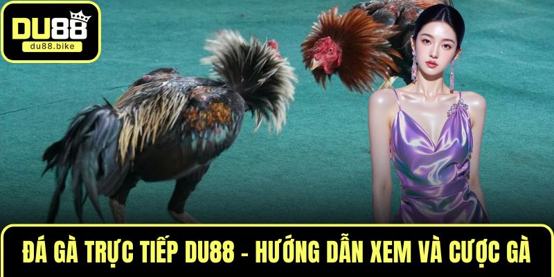 Đá gà trực tiếp DU88