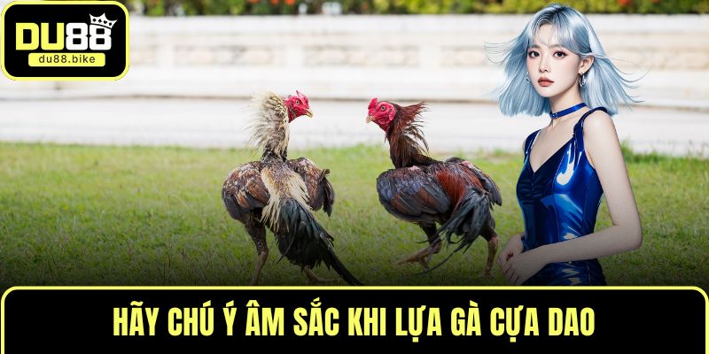 Hãy chú ý âm sắc khi lựa gà cựa dao